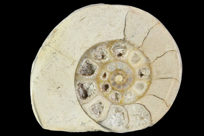 Polished Ammonite (Hildoceras) Fossil - England #103970